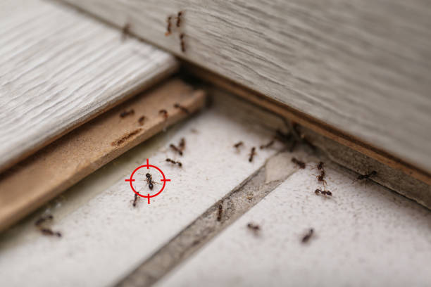 Best Affordable Pest Control Services  in Holualoa, HI