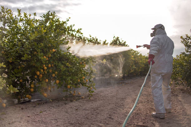 Best Insect Control  in Holualoa, HI